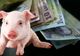 Crescătorii de porci din Brăniștari, despăgubiri pentru porcii uciși din cauza pestei