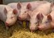 Restricţiile pentru creşterea porcilor, ridicate în 30 de localităţi din judeţul Giurgiu