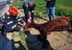 Cal căzut într-o rigolă, salvat de pompierii giurgiuveni 