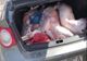 Comerțul ilegal cu porci, în vizorul inspectorilor sanitar-veterinari și al polițiștilor