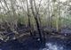 Trei hectare de litieră de pădure, mistuite de flăcări, în localitatea Crânguri